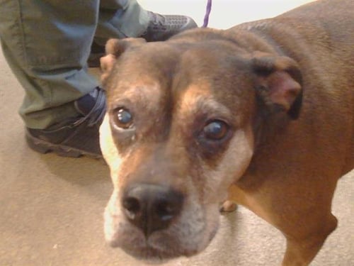 JADE - Boxer / Pit Bull Terrier available for adoption