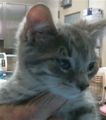 A926959 - Domestic Short Hair available for adoption