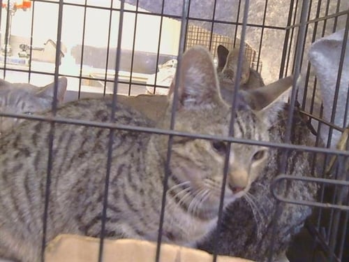 A926856 - Domestic Short Hair available for adoption