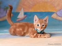 CHANCE - Photo 1
