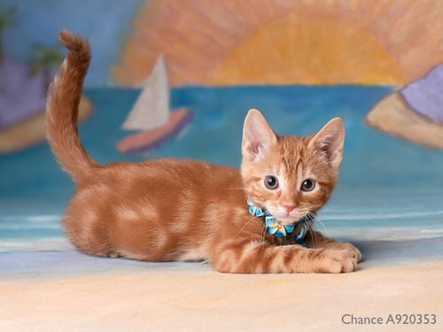 CHANCE - Domestic Short Hair available for adoption