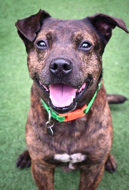 *HUDSON - Pit Bull Terrier / Chinese Shar-Pei available for adoption