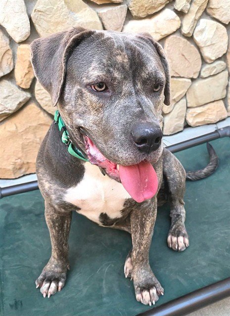 *BUMPETTE - Mastiff available for adoption