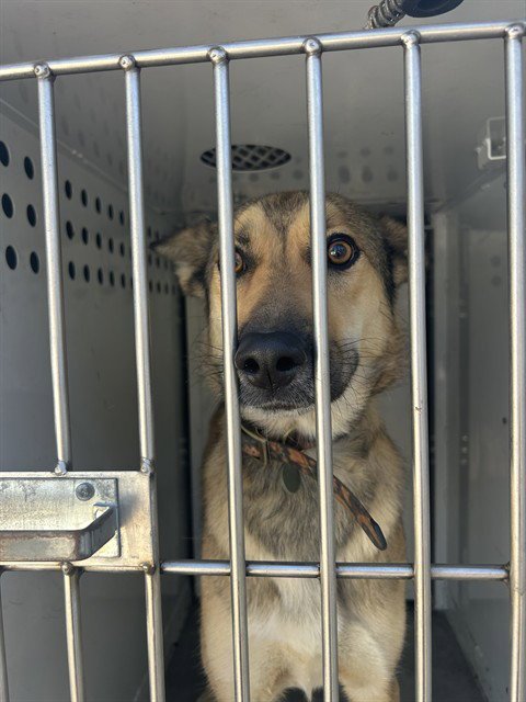ANGIE - German Shepherd Dog available for adoption