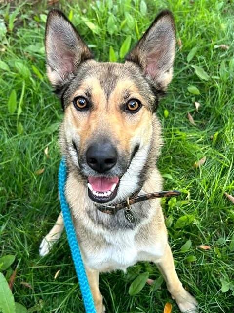 ANGIE - German Shepherd Dog available for adoption