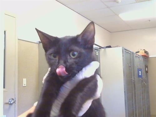 A924798 - Domestic Short Hair available for adoption