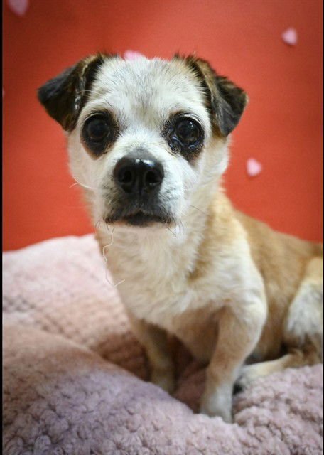 *MARION - Chihuahua available for adoption