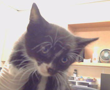 A925186 - Domestic Medium Hair available for adoption