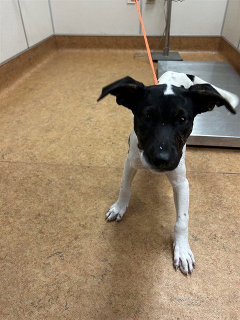 *BAHAMA MAMA - Pit Bull Terrier available for adoption