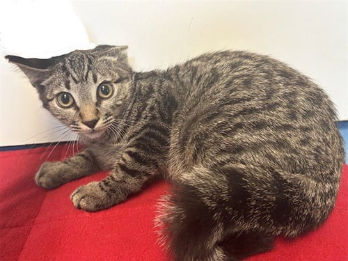 A925237 - Domestic Short Hair available for adoption