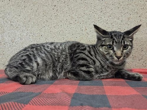 *RODGER - Domestic Short Hair for adoption in Elk Grove