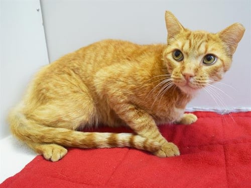 *BLAZE - Domestic Short Hair available for adoption