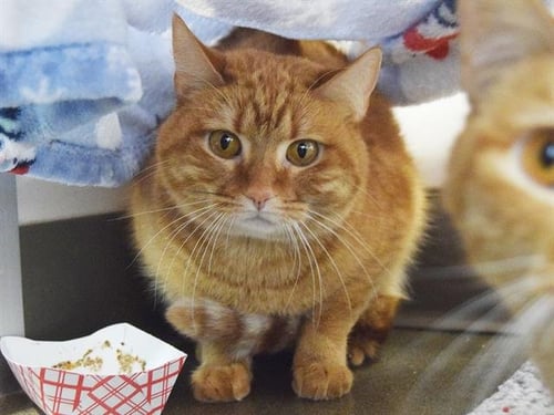 *SKITTLES - Domestic Short Hair for adoption in Sacramento