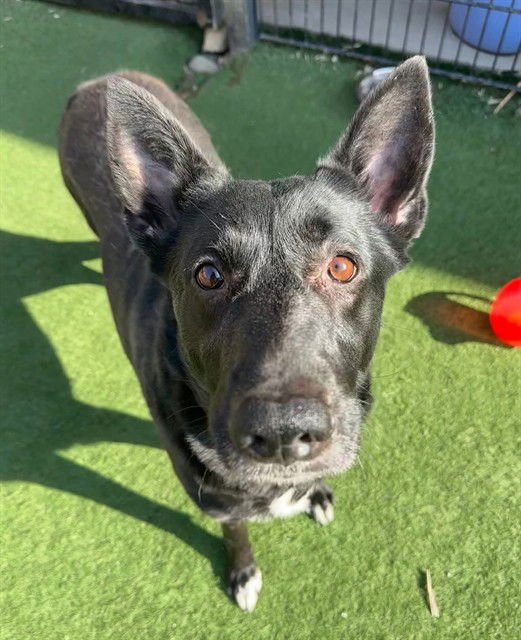 SHADOW - German Shepherd Dog available for adoption