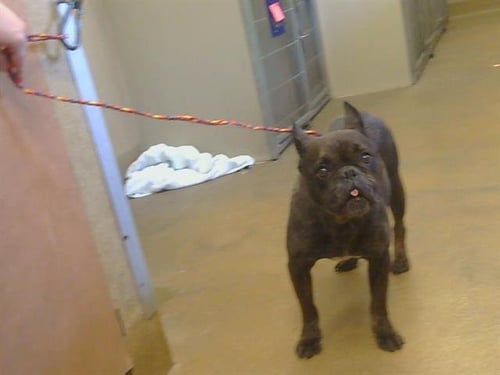 A926188 - French Bulldog available for adoption
