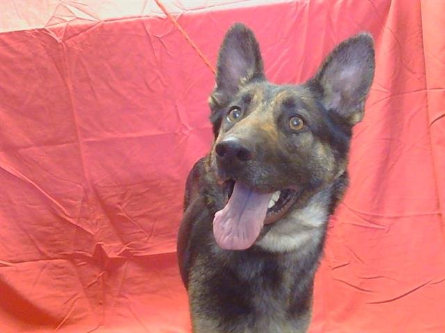 *CHRISSY - German Shepherd Dog available for adoption