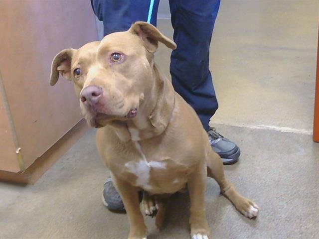 *EDIE Image