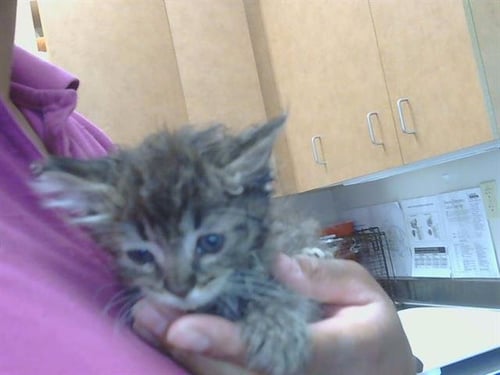 A922165 - Domestic Medium Hair available for adoption