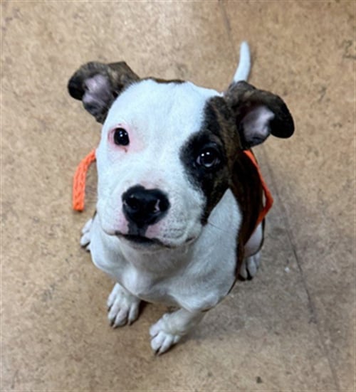 *KOKOMO - Pit Bull Terrier for adoption in Roseville
