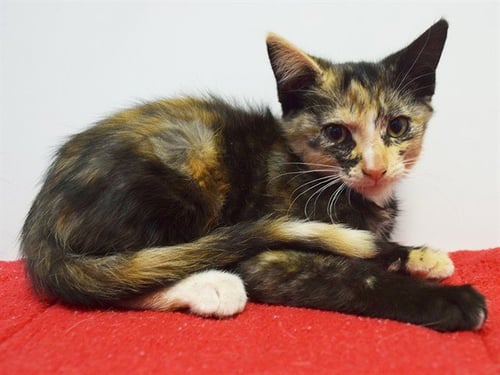 A925431 - Domestic Short Hair available for adoption