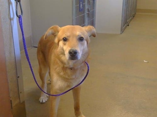 LIO - German Shepherd Dog for adoption in Roseville