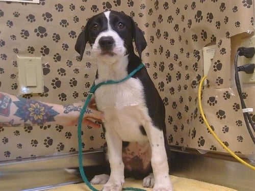 A925942 - Labrador Retriever available for adoption