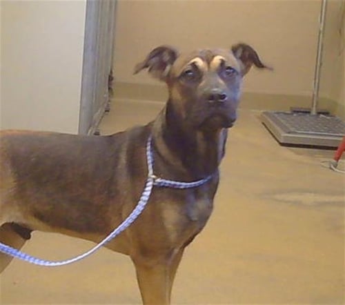 BENZO - Pit Bull Terrier available for adoption