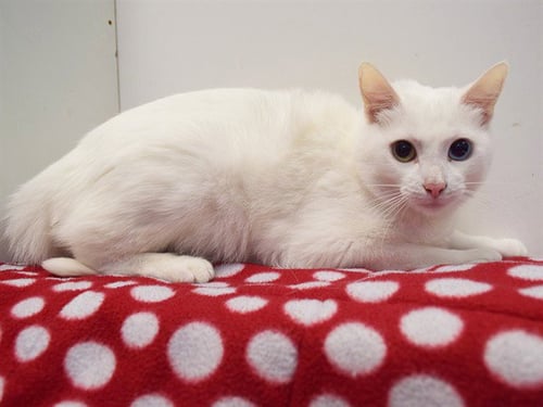 ODDIE - Domestic Short Hair available for adoption