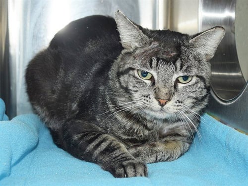 A927535 - Domestic Short Hair available for adoption