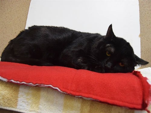 *BIG BEN - Domestic Short Hair for adoption in Elk Grove