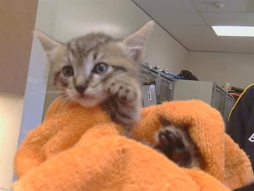 A925655 - Domestic Short Hair available for adoption