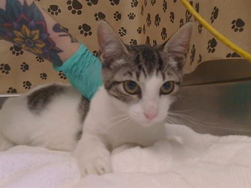 A925904 - Domestic Short Hair available for adoption
