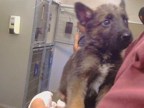 ASH - German Shepherd Dog available for adoption