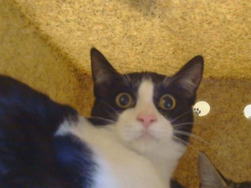 A925905 - Domestic Short Hair available for adoption