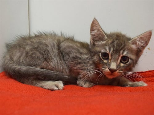 *GRADY - Domestic Short Hair available for adoption