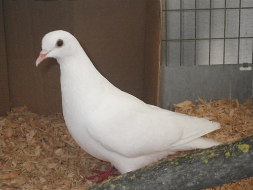 A927400 - Pigeon available for adoption