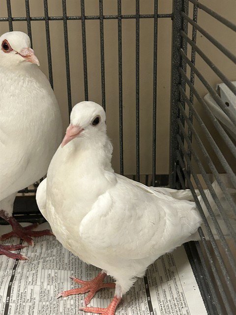*SILKIE - Pigeon available for adoption