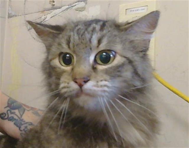 *FATIMA - Domestic Medium Hair for adoption in Elk Grove