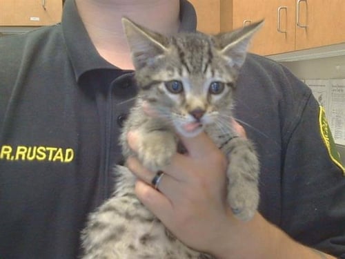 *MARCUS - Domestic Short Hair available for adoption