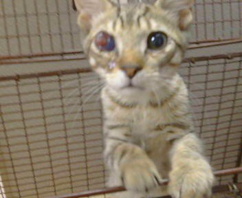 A925934 - Domestic Short Hair available for adoption