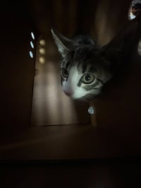 A923564 - Photo 1