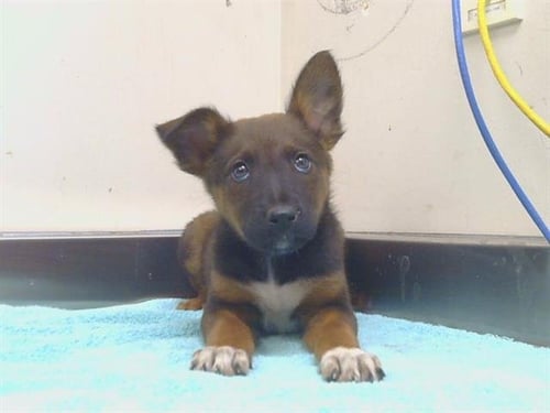 *ABIGAIL - German Shepherd Dog / Labrador Retriever available for adoption