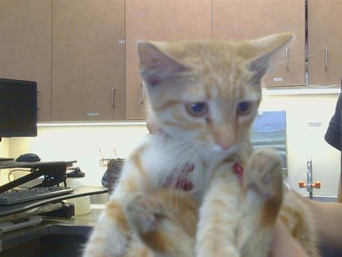 A925363 - Domestic Short Hair available for adoption