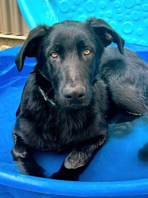 *FRANZ - German Shepherd Dog available for adoption