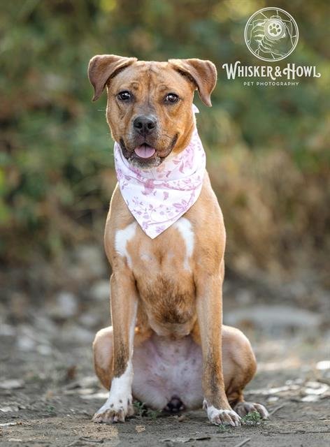 *ALLOY - Pit Bull Terrier / Labrador Retriever available for adoption
