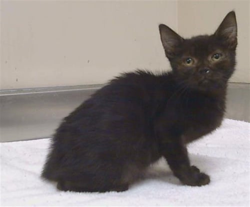 A928664 - Domestic Short Hair available for adoption