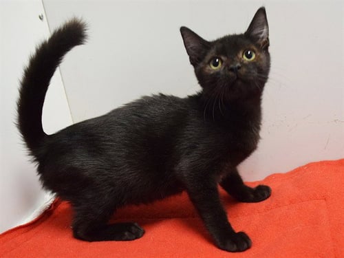 *ECHO - Domestic Short Hair available for adoption