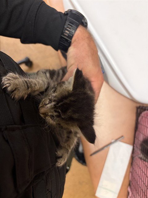 *SCAMP - Domestic Short Hair available for adoption