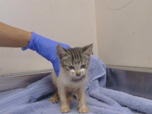 A925293 - Domestic Short Hair available for adoption
