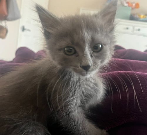 *BASIL - Domestic Short Hair available for adoption
